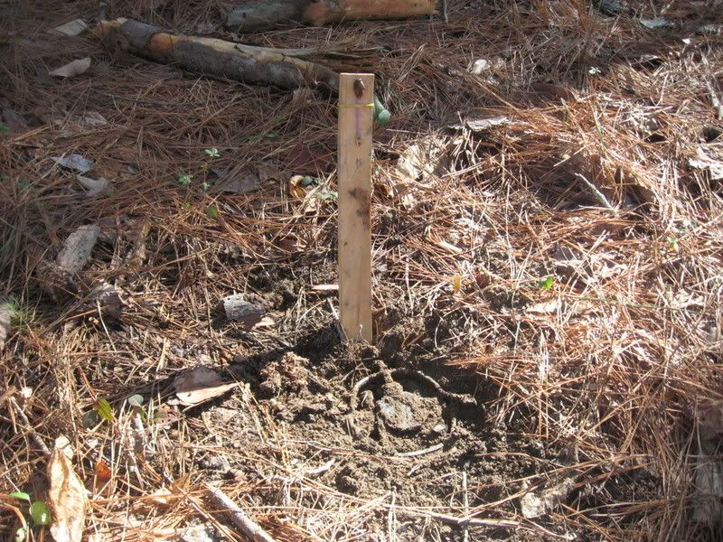 Scent post trap placement and how to's ?? AMERICAN TRAP TALK